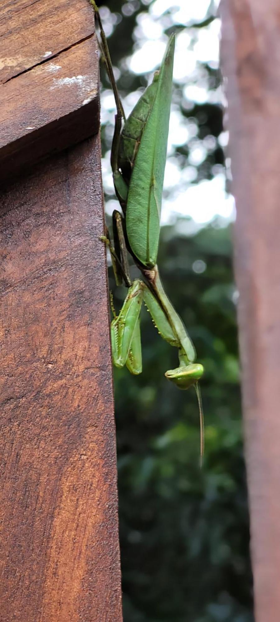 Lion King Jungle Cabanas Sigiriya Exterior foto